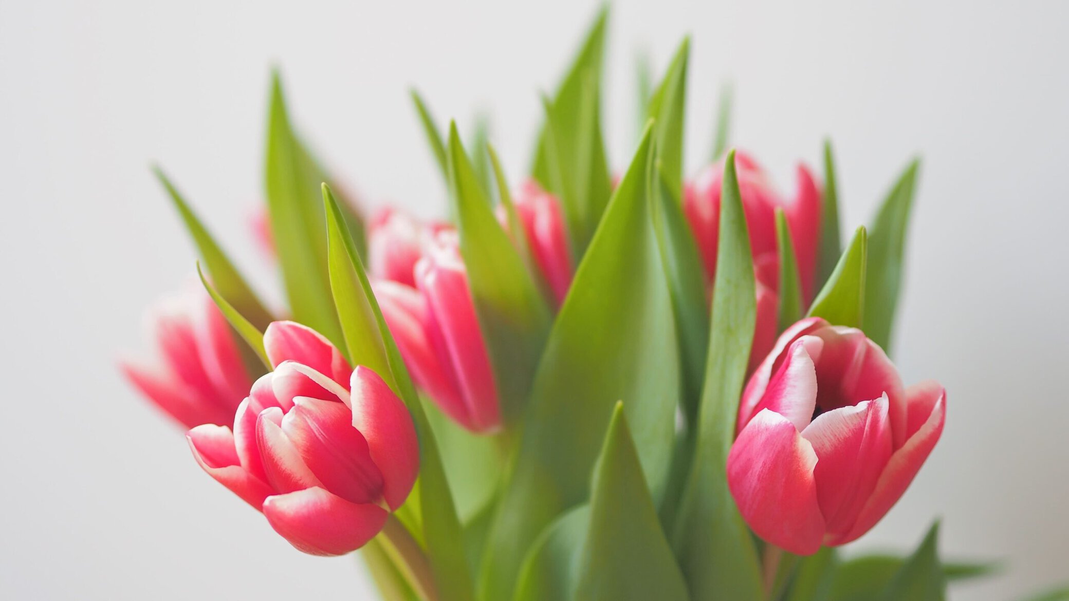 bos tulpen in een vaas