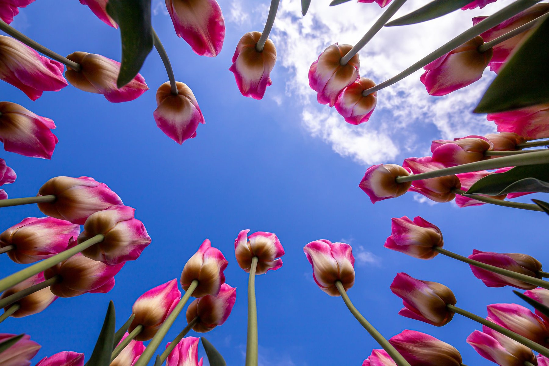 tulpen in het veld