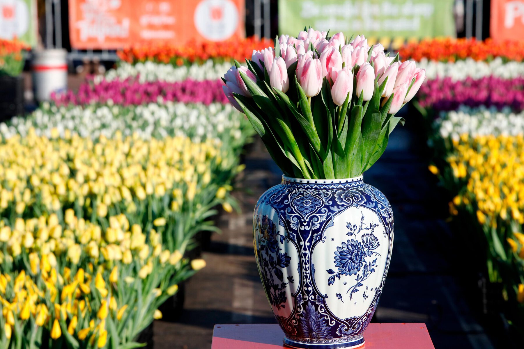 nieuwe tulpen in vaas