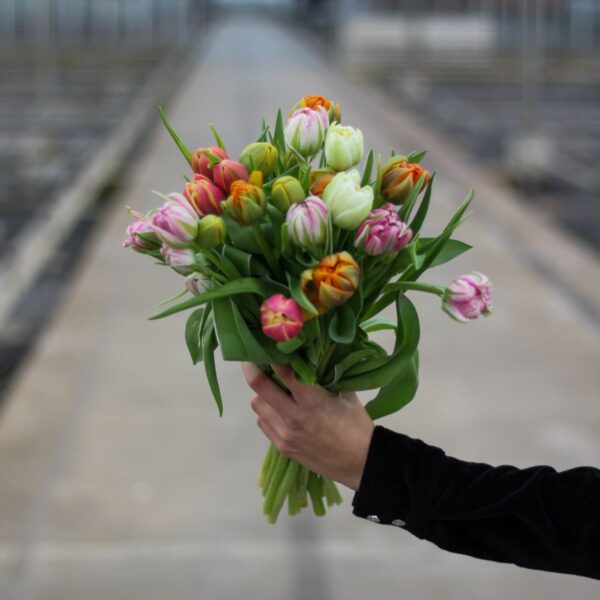 dubbele gemengde tulpen small