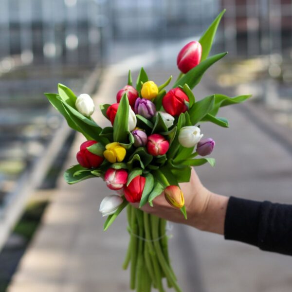 gemengde tulpen small