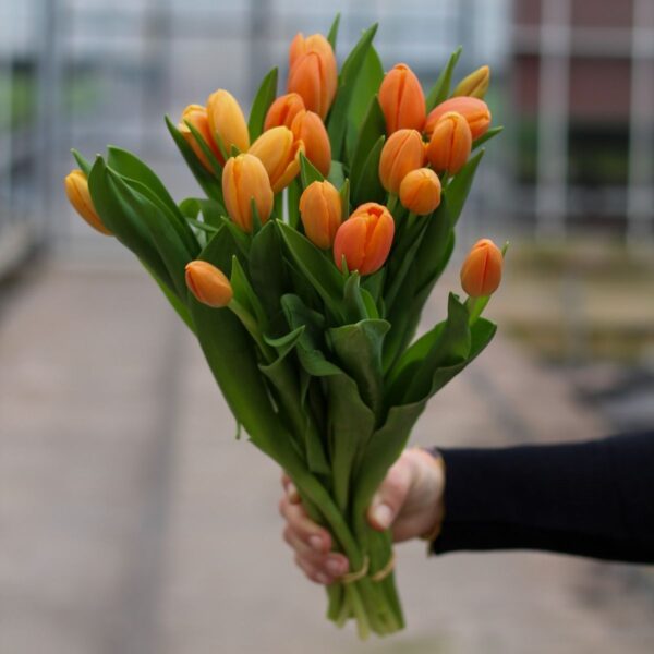 oranje tulpen small