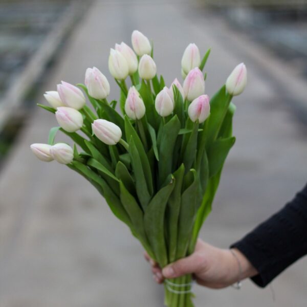 roze tulpen small