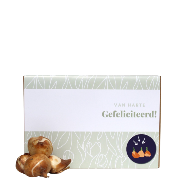 gefeliciteerd tulpenbollen