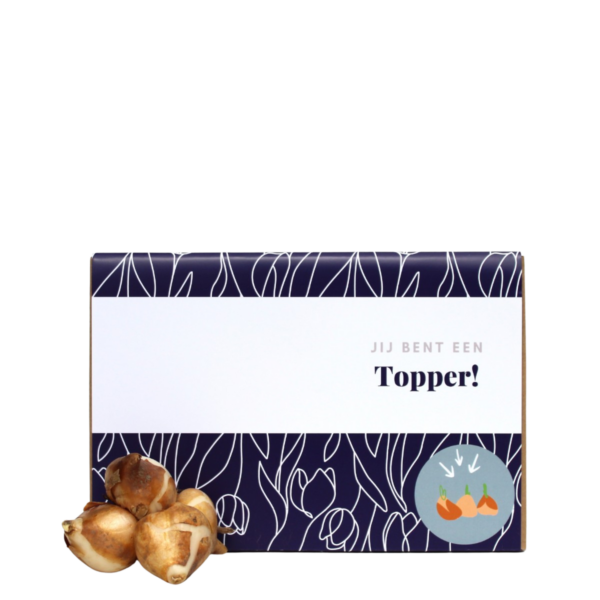 topper tulpenbollen