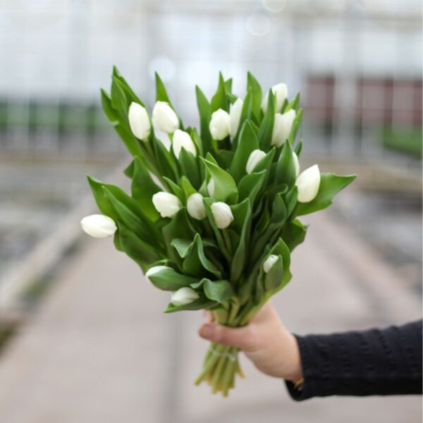 witte tulpen small