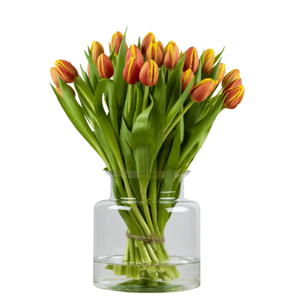 multicolour warm tulpen