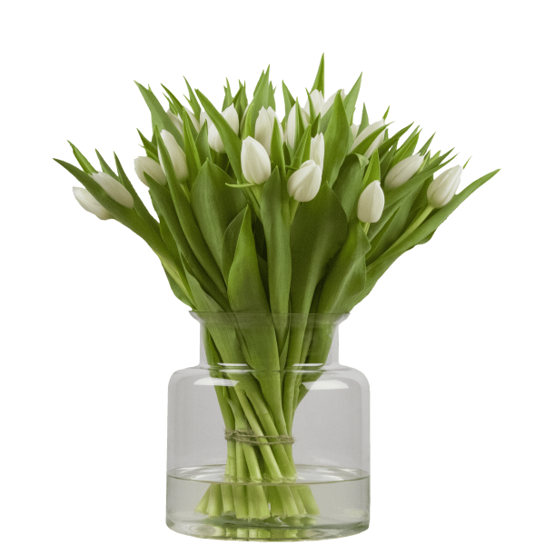 witte tulpen